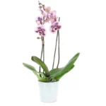 Орхидея живая в горшке №10